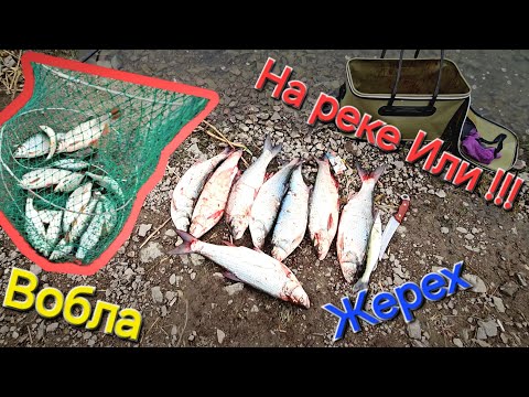 Видео: Выезд на реку Или 13.10.24. Рыбалка! #жерех #река #вобла #fishing #fish #рыба