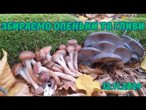 Видео: Осінні ОПЕНЬКИ та ГЛИВИ. Грибний сезон продовжується! Похід 12.11.2024