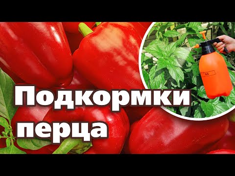 Видео: ПЕРЦА БУДЕТ МНОГО, ЕСЛИ ПОДКОРМИТЕ ПО ЭТОЙ СХЕМЕ