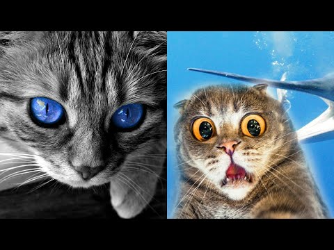 Видео: 😹КОТЫ 2022 СМЕШНЫЕ КОТИКИ. 😹Новые приколы с котами до слез. 10 минут смеха 😻Funny cats  2022-2021