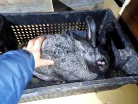 Видео: кролики гибриды и чистопородные