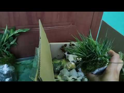 Видео: Огляд квітів від продавчині з фейсбук.