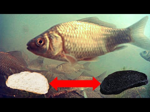 Видео: Обычный Батон или ЖЖЕНЫЙ??? Реакция рыбы! Подводная съемка