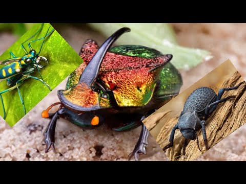 Видео: The Ants. Радужный Жук