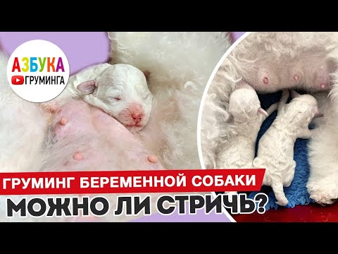 Видео: Можно ли стричь беременную собаку? Правила груминга