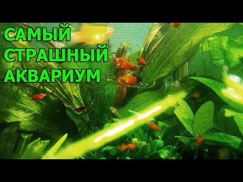 Видео: Самый страшный аквариум на земле