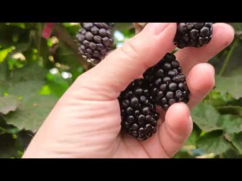 Видео: Ежевика Кэддо и немного о комментариях. 23.07.25 г.