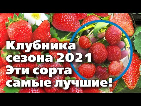 Видео: СОРТА КЛУБНИКИ, ПРОВЕРЕННЫЕ НА УРАЛЕ. ОНИ ВАС НИКОГДА НЕ ПОДВЕДУТ!