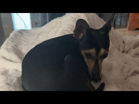 Видео: Моя Собака Учит логику и читает комментарии у блогера Gray Wiese из Парижа 