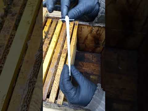 Видео: Осіння обробка від кліща і формування гнізда