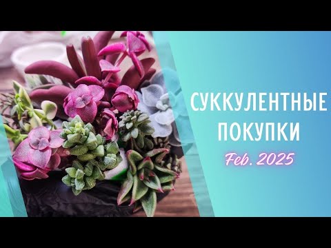 Видео: Распаковка суккулентов 🌱 Февраль 2025
