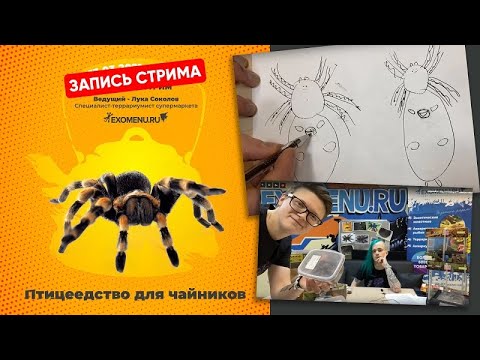 Видео: 🕷 Запись стрима «Птицеедство для чайников». Говорим о пауках-птицеедах. Содержание, кормление.