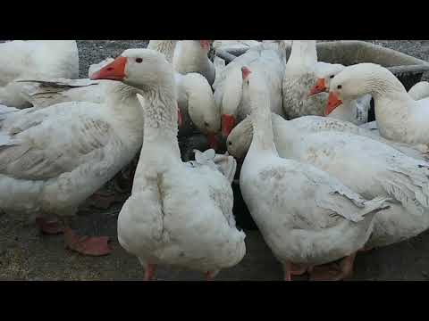 Видео: Сколько нужно гусачку гусочок ?