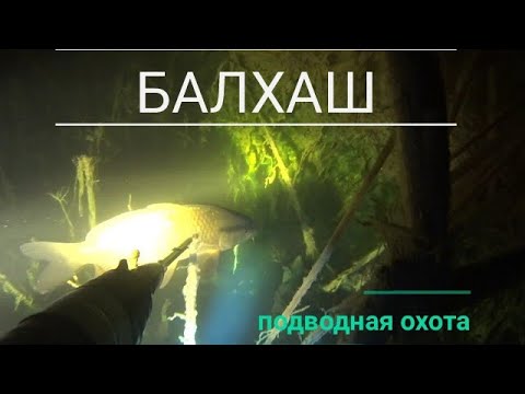Видео: Балхаш. Подводная охота. Второй день охоты.