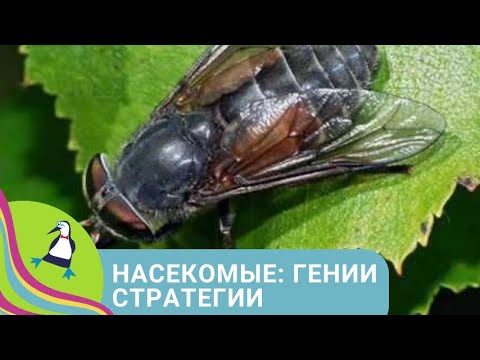 Видео: ✨ПРЕДРАССУДКИ ПО ОТНОШЕНИЮ К НАСЕКОМЫМ✨ Насекомые - гении стратегии✨ Фильм в HD. STARMEDIAKIDS