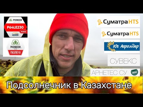Видео: Выбор подсолнечника в Казахстане Чась 1 Best sunflower hKazakhstan Part 1 Pioneer Syngenta KWS