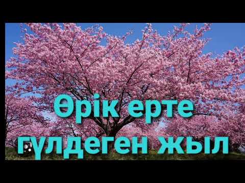 Видео: ӨРІК ЕРТЕ ГҮЛДЕГЕН ЖЫЛ| 1-ші бөлім |повесть |Н.Қапалбеков |