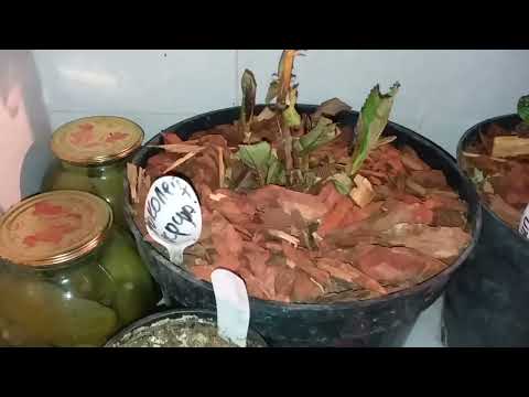 Видео: Как зимуют крупнолистные гортензии - в неотапливаемой теплице и подполье