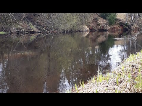 Видео: Река Оредеж. Майский дубак/Отчёт с рыбалки 05.05.2021.