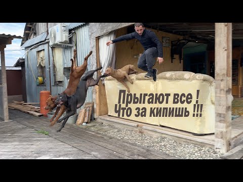 Видео: Что за Дурдом во дворе с Питбулями !! Прыгаем вместе с Питбулями через диван !!! Спайк разгрыз дверь