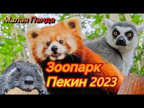 Видео: Сафари парк Пекин 2023 КРАСНЫЕ ПАНДЫ