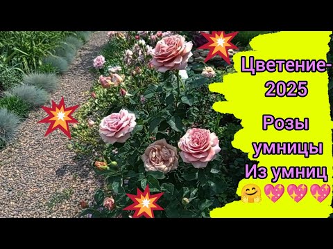 Видео: 16 июня 2025 г.