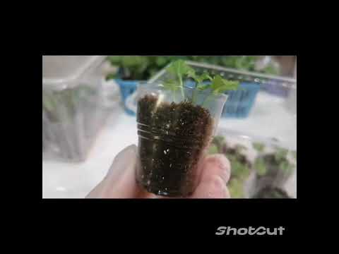 Видео: Кампанула. Черенкование. Часть 2. Проверка черенков.