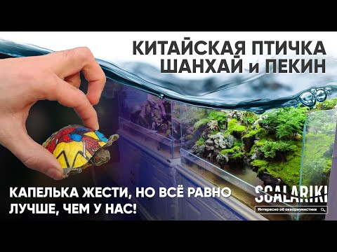Видео: Китайская птичка. Птичий рынок Шанхая и Пекина