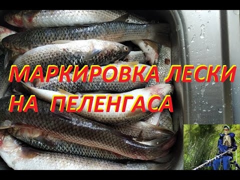 Видео: Разметка лески на пеленгаса за 15 минут