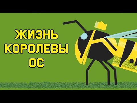 Видео: Edu: Жизнь королевы ос
