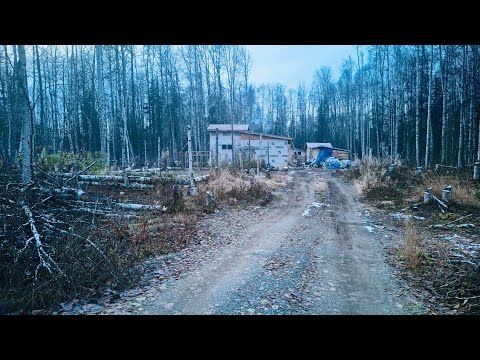 Видео: Аляска. Наша усадьба: Строим гнезда, готовка. (77)