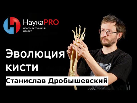 Видео: Эволюция кисти: у кого прогрессивнее? | Лекции по антропологии – Станислав Дробышевский | Научпоп