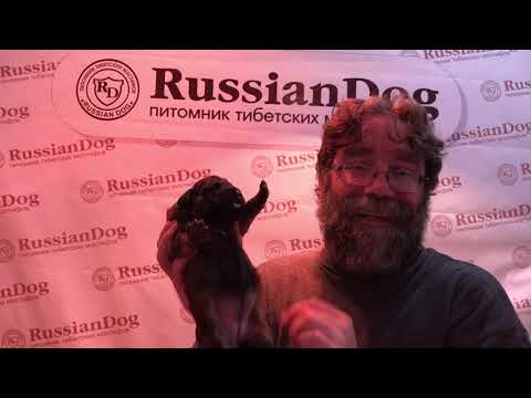 Видео: 1 Выпуск о щенках тибетского мастифа 2018\19 год - питомник РашенДог (RussianDog) Казань