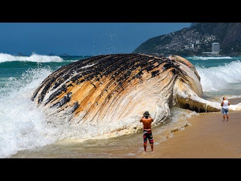 Видео: 7 Самых Больших Морских Существ, Которых вы Когда-Либо Видели