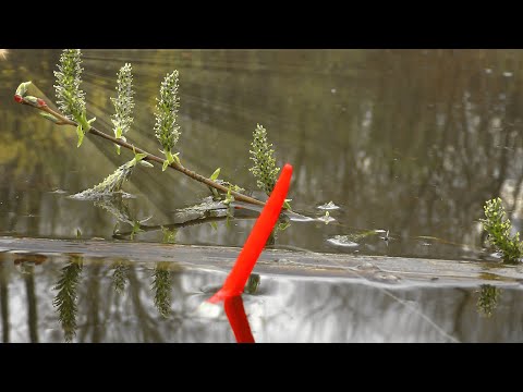 Видео: ГЛУБИНА 20 СМ! КЛЮЁТ НА КАЖДОМ ЗАБРОСЕ. РЫБАЛКА НА ПОПЛАВОК.