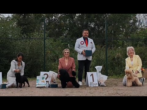 Видео: 13.09.2025, СПб. Клуб "Невский Дебют" (РКФ, РФСС). Выставка собак  CAC 9 группы FCI
