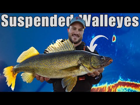 Видео: ЛУЧШАЯ ТЕХНИКА ДЛЯ ЛОВЛИ БОЛЬШИХ СУКАКОВ — Полное руководство по ловле судаков в открытой воде