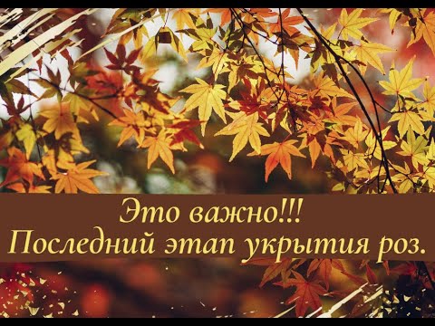 Видео: Это важно! Последний этап укрытия роз.