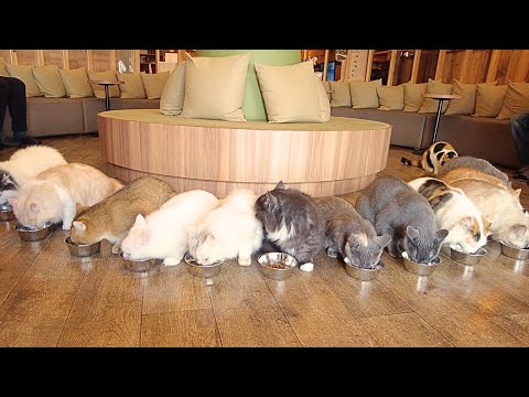 Видео: Самое большое кошачье кафе в Токио Акихабара | МОККА Акихабара