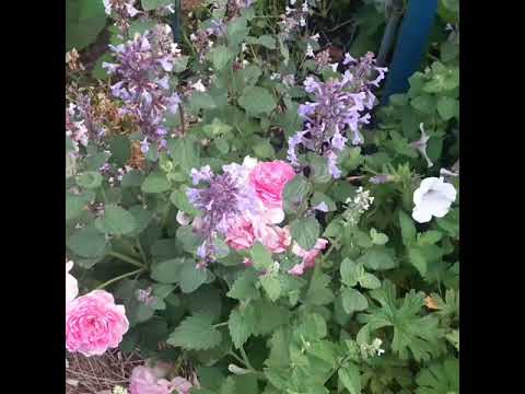 Видео: Сочетание розовый-голубой. Роза Жасмина и котовник