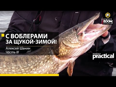 Видео: С воблерами за щукой - зимой! Алексей Шанин. Часть 3. Anglers Practical