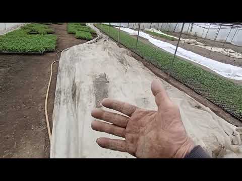 Видео: Да защитим доматите от студ(слани).Защо ,начини