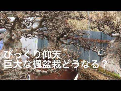 Видео: Огромный кленовый бонсай высотой 100 см можно превратить во множество маленьких бонсай. Yajimaen