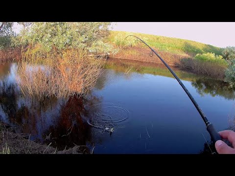 Видео: Вечерняя прогулка на малой реке со спиннингом. Рыбалка на спиннинг в июне. Ловля окуня на спиннинг.
