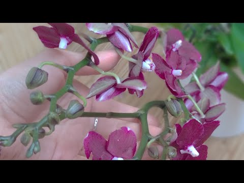 Видео: ПОСЛЕ ПОЛИВА орхидеи ОСТАВЛЯЕМ просохнуть! КАК ПОЛИВАТЬ орхидеи НЕ ВПРОК! НЕ ЗАЛИВАЙТЕ орхидеи ВЕРХ!