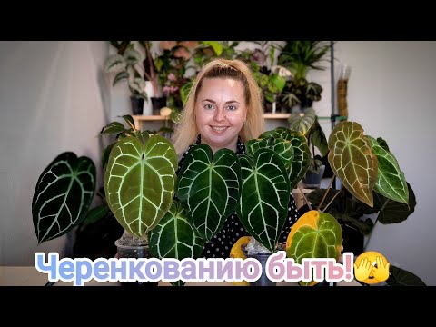 Видео: БЕЗЖАЛОСТНО РЕЖЕМ! Черенкую антуриумы (очень страшно 😱)/как нарастили корни во мху за 15 дней?