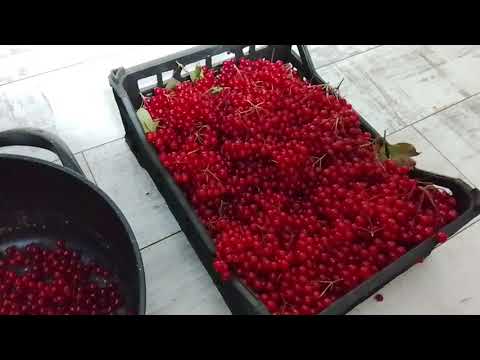 Видео: Варю желе из красной калины.