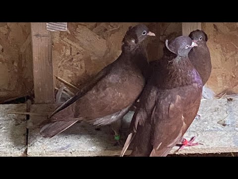 Видео: Первые Результаты Практичной паровки ￼ голубей ￼￼.