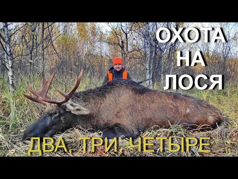 Видео: ОХОТА на лося. Бык УШЕЛ, но собака ушла по следу....