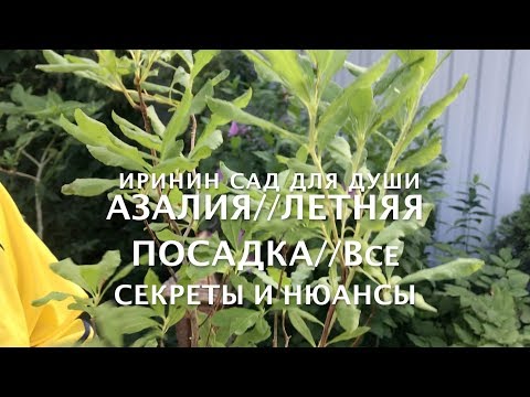 Видео: АЗАЛИЯ//Летняя посадка//Все секреты и нюансы